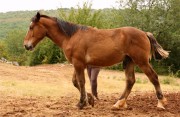 apollon