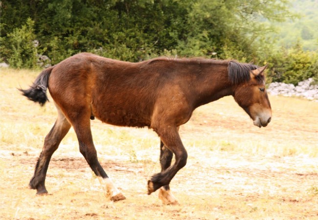 athos