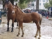 velours