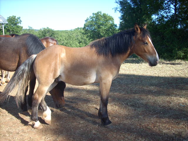 arlequin
